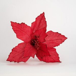 Lule Poinsettia e Kuqe