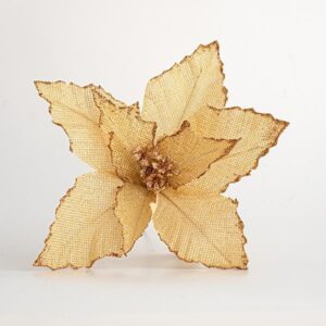 Lule Poinsettia Bezhë